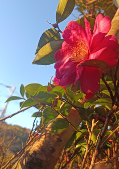 柚鶉の写真展