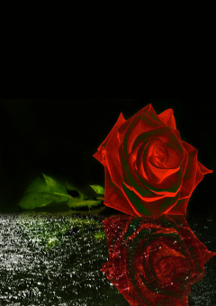 【wrwrd,ら運営】その薔薇は愛と咲く【夢小説】