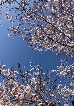 俺の前で桜は散った