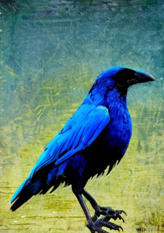 青い鴉と出会った私の物語
