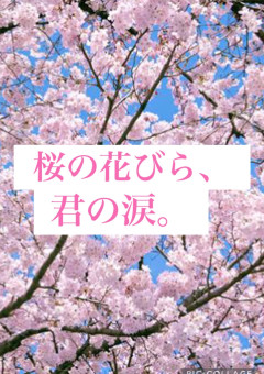 桜の花びら、君の涙。
