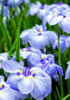 　亡き王女のための花言葉