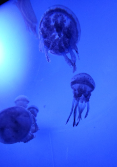 変態💩野郎jellyfishの頭の中覗く？