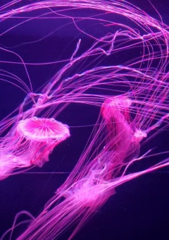 Jellyfish 🪼해파리 に書いてみて欲しいもの 