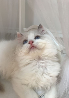 　　ふ ぁ ん く ら ぶ 。