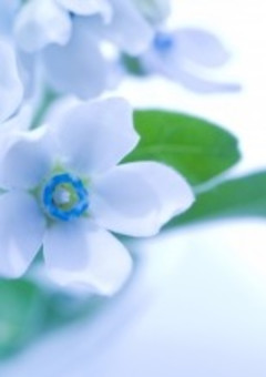 ブルースター の小説 夢小説検索結果 14件 無料スマホ夢小説ならプリ小説 Bygmo