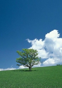 　脳 内 お 華 畑