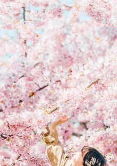 桜を見上げる君に恋をした
