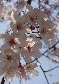 舞い落ちる桜の花びら【番外編】　🌸　〜ちょっぴり刀鍛冶の里編〜　🌸