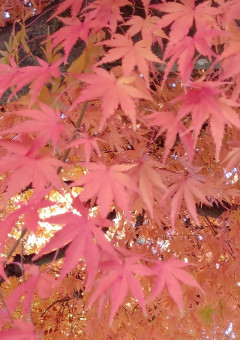 あやや📷📘の推し活記録集[色々]