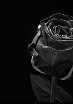 黒い薔薇。