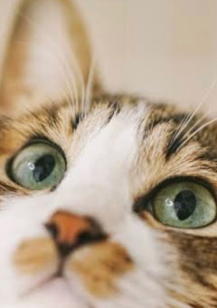 猫が欲しいだけなのに