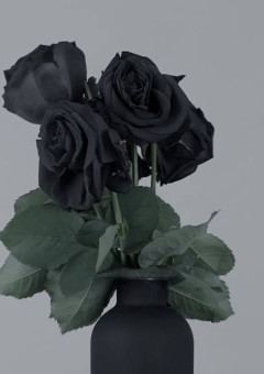 "    Black Rose　"