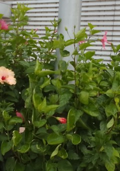 前の学校が最悪すぎたので転校したら女子校でした