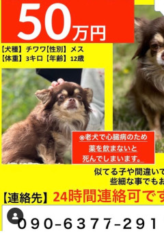 【福岡県迷子犬】福岡の迷子の犬を捜しています。