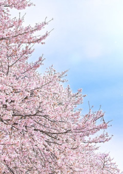 　　眠 り 桜　＿　。