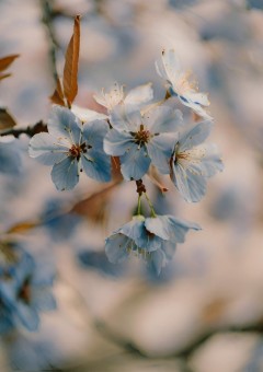 冥闘士と青い桜
