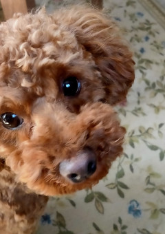 アテネが犬を飼い始めたので色々と教えてみた