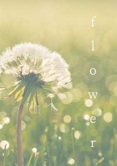 f l o w e r