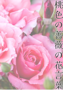 桃色の薔薇の花言葉