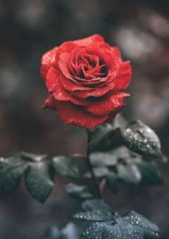 蜂蜜と薔薇