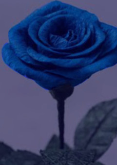女王様が死んだ  青い薔薇