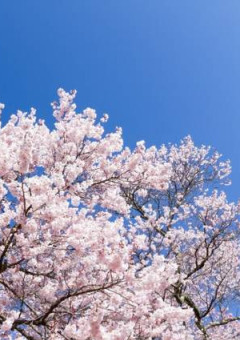 桜舞い散る、人生の中で。