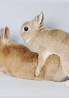 悲報:ウサギの交尾が早すぎる件
