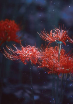 Spider lily 〜Parallel  story〜
