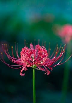Spider  lily  3rd
