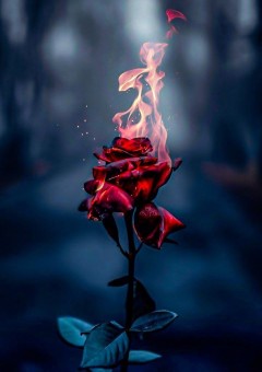 Eternal rose