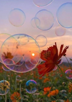 Bubble 🫧‪