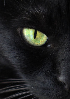 『黒猫』と名を持つ 少年