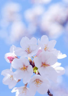 春を知らせる桜のような淡い恋