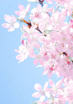 桜、咲いたよ