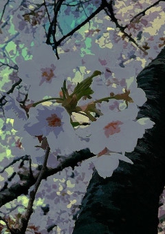 桜のサクラ