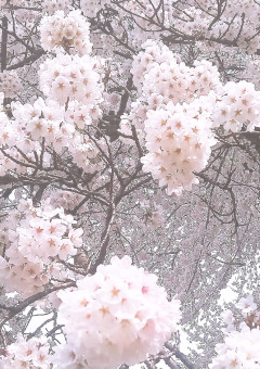 桜の下で【kyo】