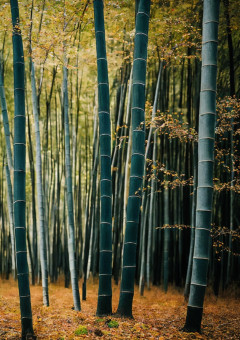bamboo shoot memory