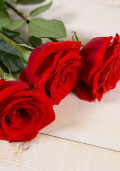 【NSR】三本の赤い薔薇