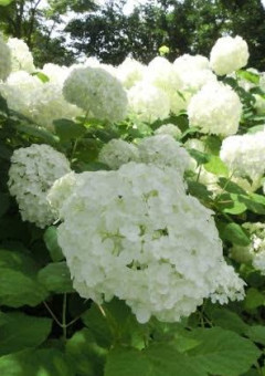 かつて花だった君は、