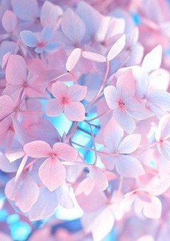 ぺぽかのお花見❀【配信部屋】