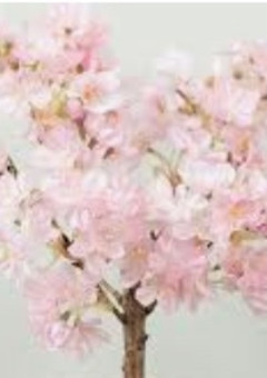 桃色王子様のお姫様