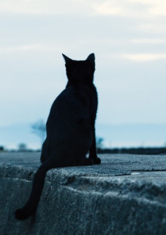 黒猫 の小説 夢小説検索結果 301件 無料スマホ夢小説ならプリ小説 Bygmo