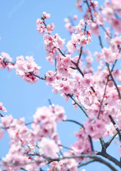 貴方はあの日見た桜を覚えてるますか