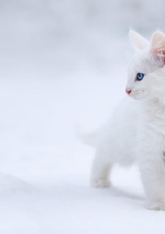 猫の恩返し-snow fairytail-