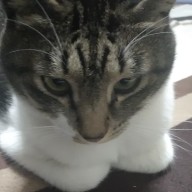 小心者さんのアイコン画像