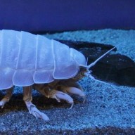 ユイソングソクムシ