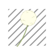 シロツメクサ🍀