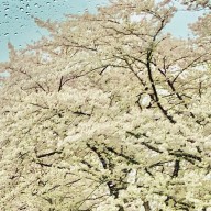 桜花さんのアイコン画像