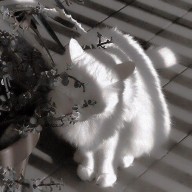 ﾄﾞmさんのアイコン画像